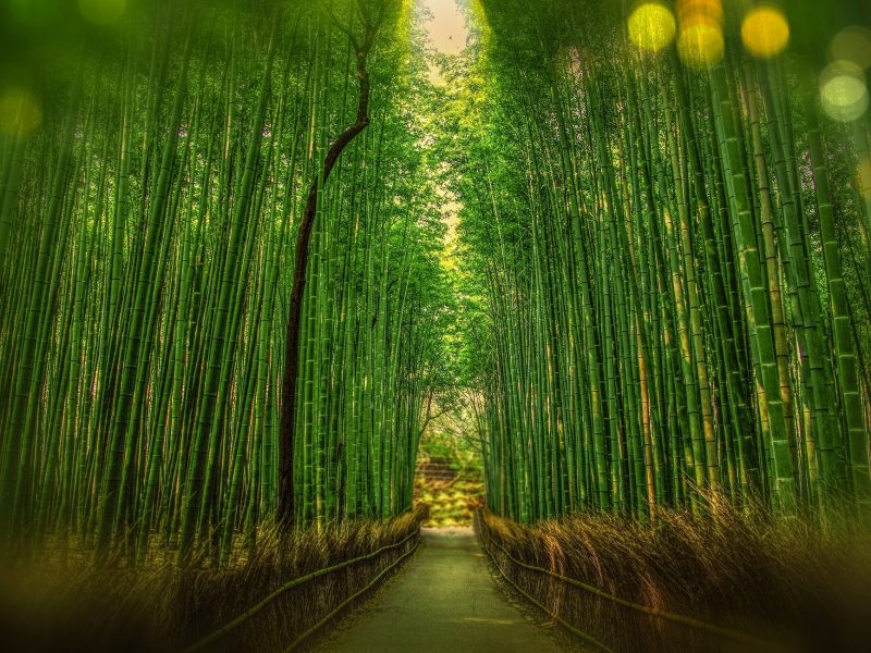 Bambú de la suerte: cómo usarlo para atraer la abundancia