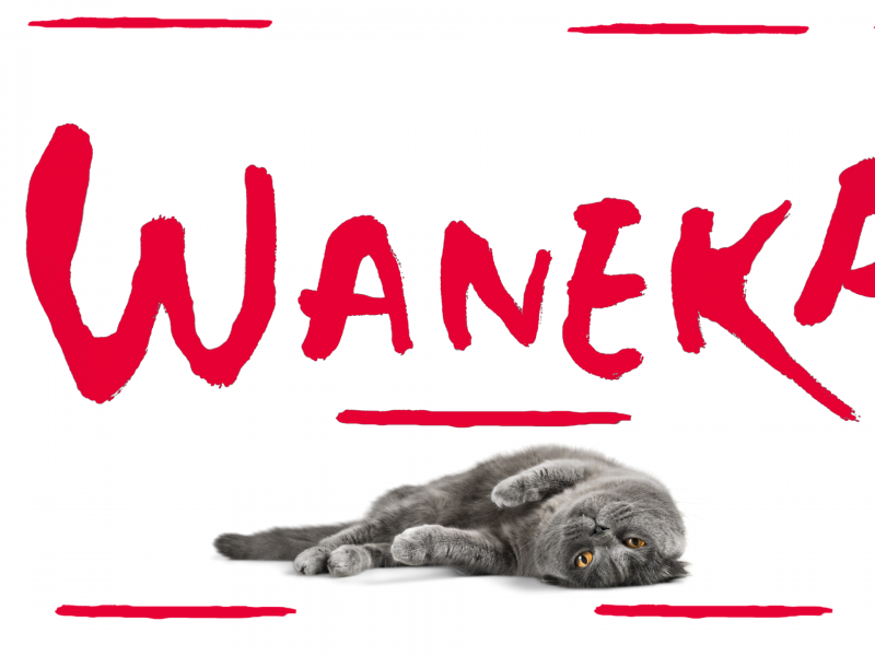 Descubre la innovación de Waneka en productos para gatos