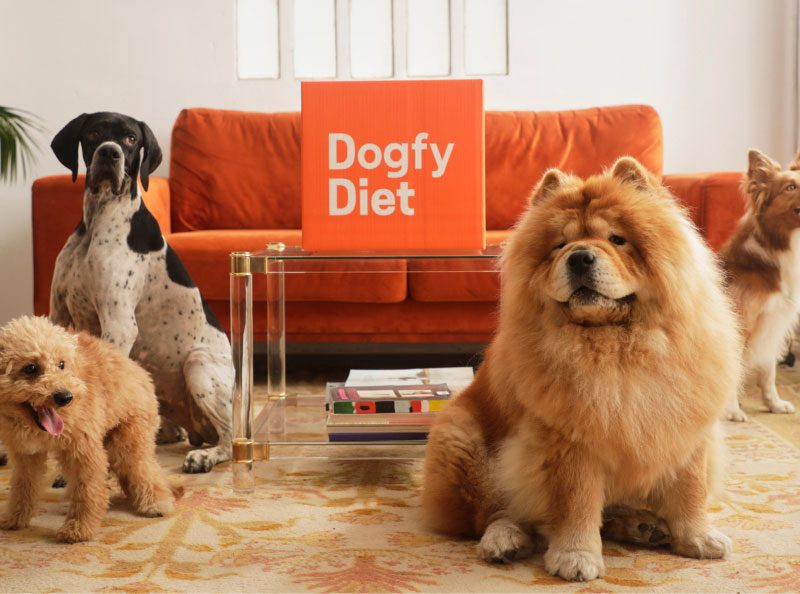 Dogfy Diet: Nutrición personalizada para el bienestar óptimo de tu perro