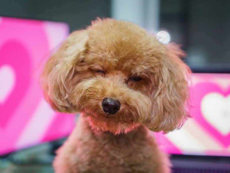 ¿Necesitas un Segundo Perro? Opiniones Caniche Toy del Nilo sobre Convivencia con Otras Mascotas