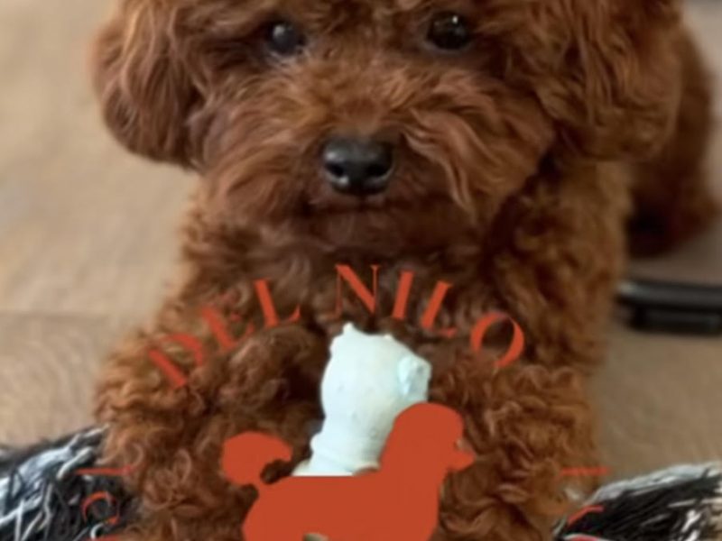 ¿Qué opiniones transmiten quienes ya disfrutan de un Caniche Toy del Nilo? Descubre su carácter, adaptación familiar y opciones de reserva