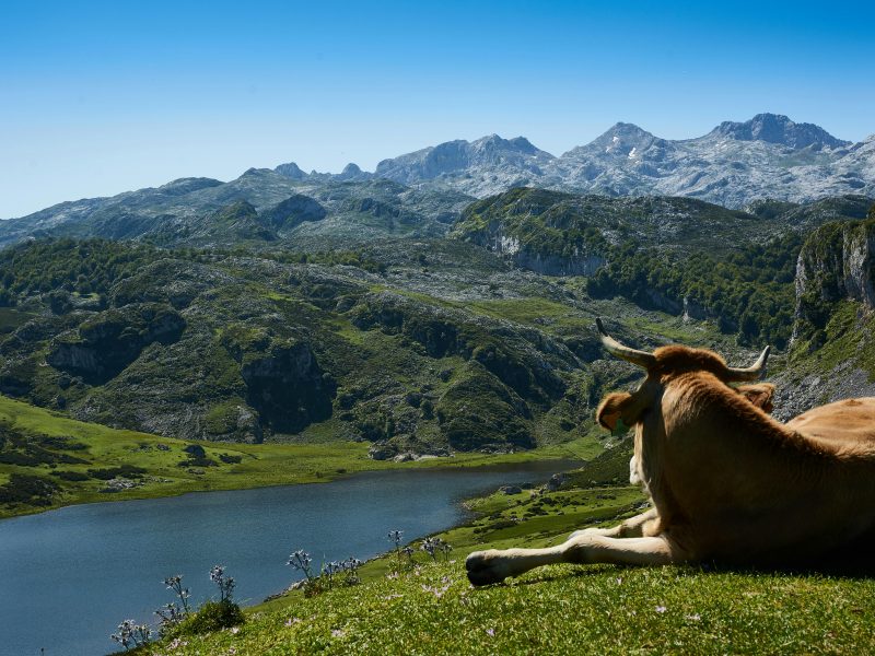 El Sabor de Asturias para Llevar: La Adaptación de Juanjo Cima a las Nuevas Tendencias de Delivery